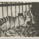 Tasmanian Tiger