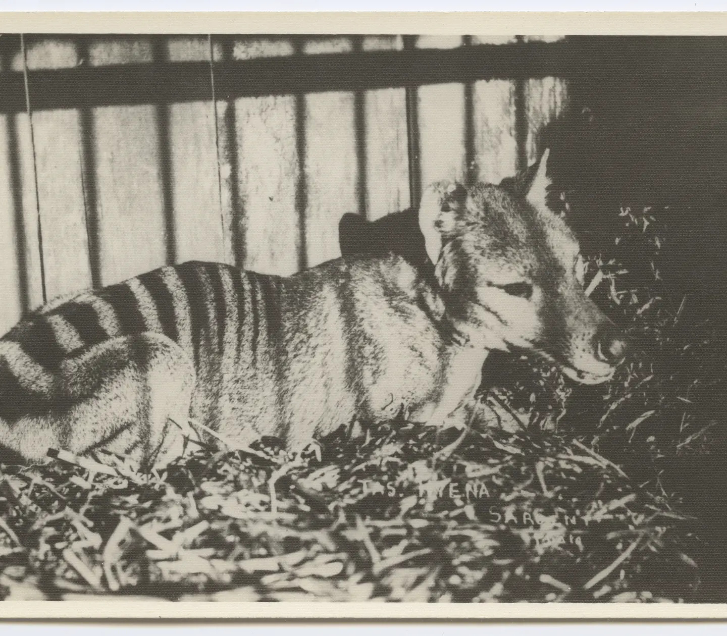 Haunting Shadows, Silent Thunder: Lessons from the Extinct West African Black Rhino and Tasmanian Tiger